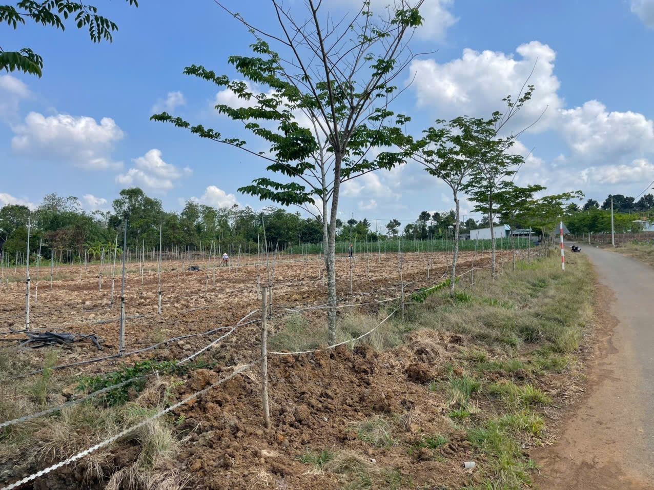 Bất động sản LL01